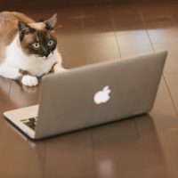 大量発生中「インターネット使用料無料の賃貸物件」ってどうなの？［メリット・デメリットを徹底調査］