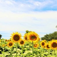 清瀬市ってどんな街？家賃相場はいくらぐらい？