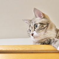 賃貸でペットを飼うときの注意点3選