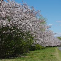 府中市の魅力とは？治安の良さについても徹底解説
