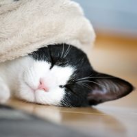 賃貸アパートでできる寒さ対策｜快適な住まいを実現するコツ