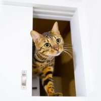 賃貸物件でペットと暮らすために知っておきたいこと【1人暮らし向けの注意点】