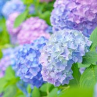 快適に過ごせるかはあなた次第！梅雨入り前に知っておきたい！湿気とカビの対策を教えます